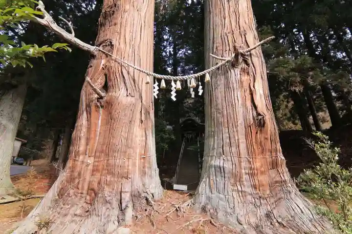 夏井諏訪神社の自然