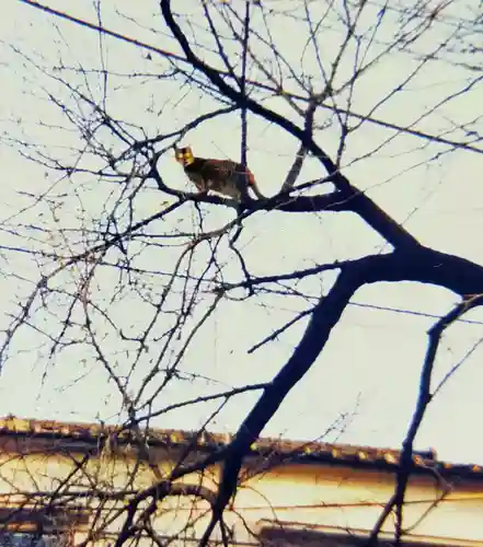 谷中 妙福寺(東京都)