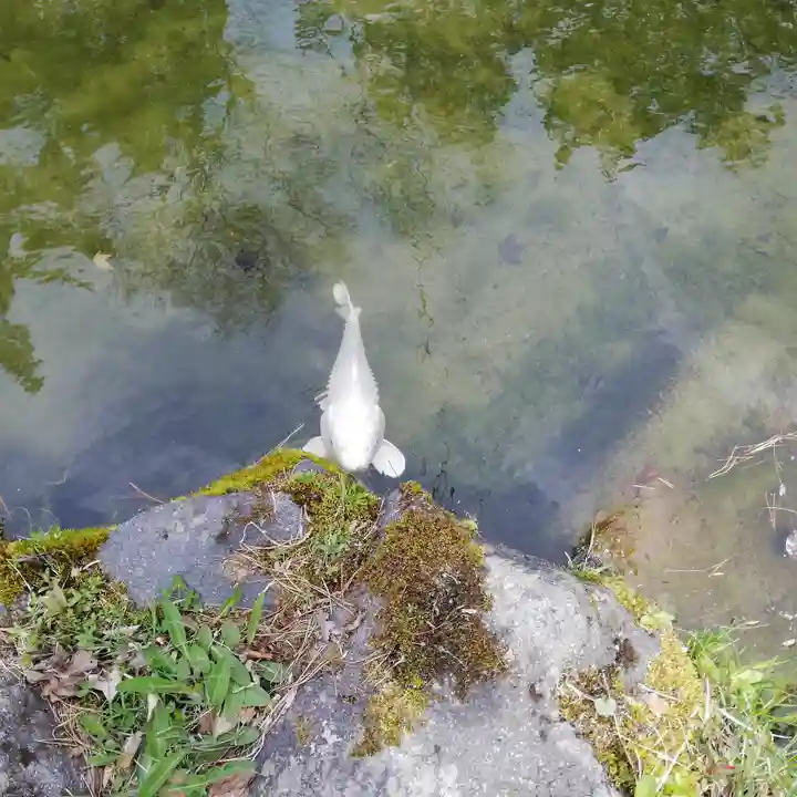 北海道護國神社の動物