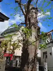 中原八幡神社の自然