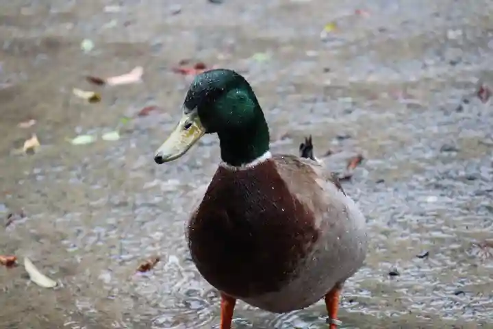 楽法寺(雨引観音)の動物