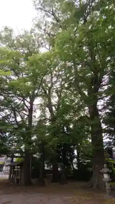 武輝神社の自然