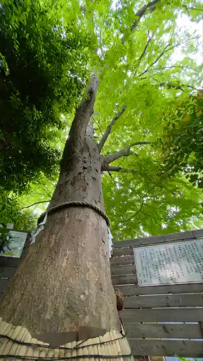 鎮守氷川神社の自然