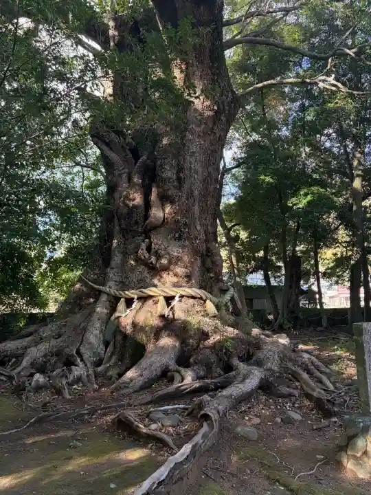 川津来宮神社の{uncategorized: "未分類", other: "その他", undefined: "問題あり", building: "その他建物", grave: "お墓", sacred_gate: "鳥居", guardian: "狛犬", statue: "像", buddha: "仏像", history: "歴史", nature: "自然", garden: "庭園", animal: "動物", pagoda: "塔", temizu: "手水舎", mountain_gate: "山門・神門", sanctuary: "本殿・本堂", subordinate: "末社・摂社", art: "芸術", scenery: "景色", jizo: "地蔵", ema: "絵馬", goshuin: "御朱印", omikuji: "おみくじ", items: "授与品その他", amulet: "お守り", goshuincho: "御朱印帳", eats: "食事", festival: "お祭り", votive_dance: "神楽", shichigosan: "七五三参", wedding: "結婚式", experience: "体験その他", initially: "初詣", around: "周辺", anti_infection: "感染症対策"}