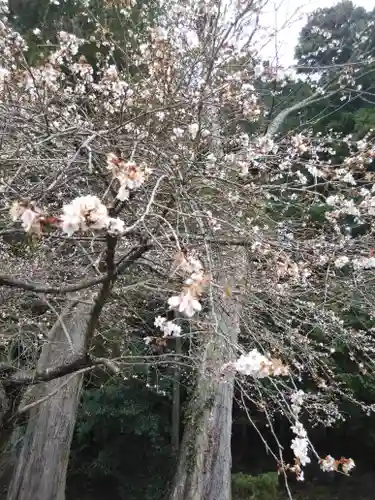 鹿島大神宮の自然