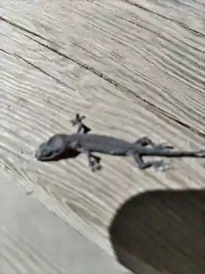 神明大神宮(神奈川県)