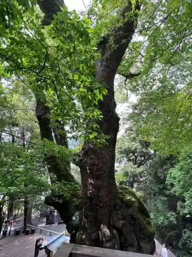 來宮神社(静岡県)