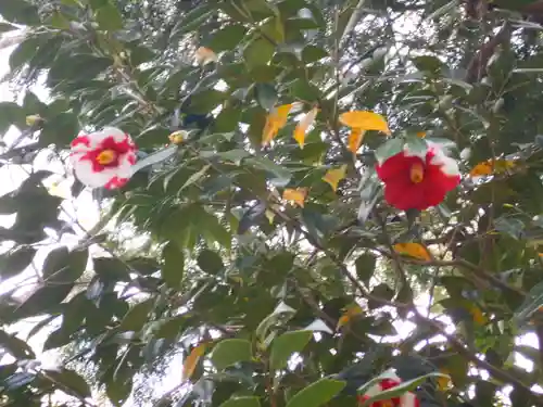 極楽寺（霊鷲山感應院極楽律寺）の自然