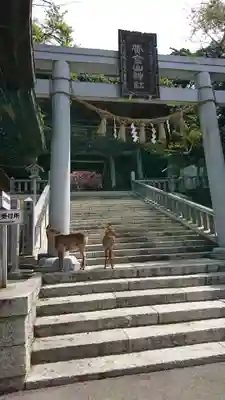 金華山黄金山神社の鳥居