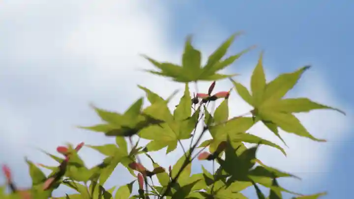相国寺(相国承天禅寺)の自然