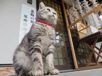 御誕生寺（猫寺）(福井県)