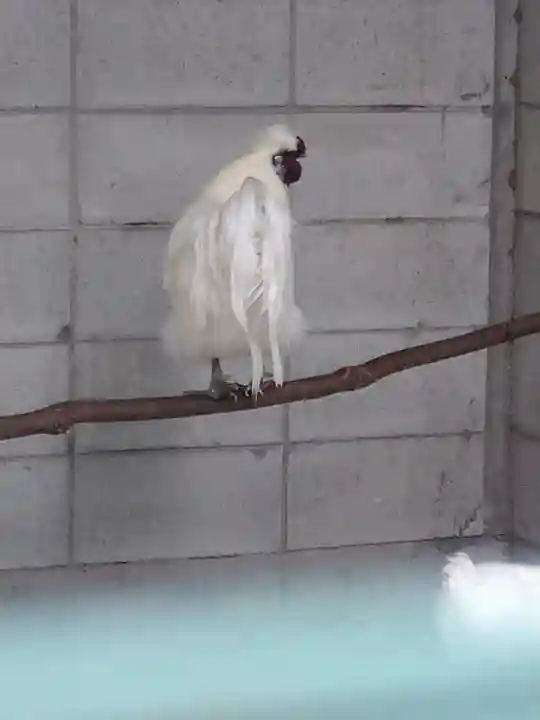 阿智神社の動物