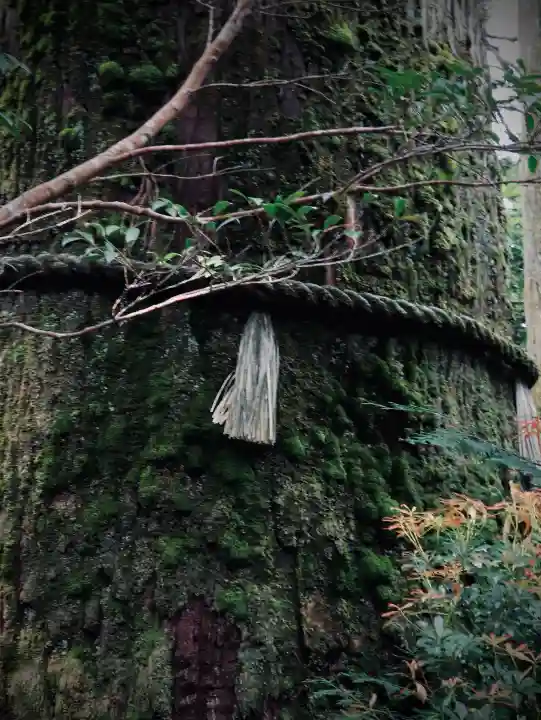 箱根神社の{uncategorized: "未分類", other: "その他", undefined: "問題あり", building: "その他建物", grave: "お墓", sacred_gate: "鳥居", guardian: "狛犬", statue: "像", buddha: "仏像", history: "歴史", nature: "自然", garden: "庭園", animal: "動物", pagoda: "塔", temizu: "手水舎", mountain_gate: "山門・神門", sanctuary: "本殿・本堂", subordinate: "末社・摂社", art: "芸術", scenery: "景色", jizo: "地蔵", ema: "絵馬", goshuin: "御朱印", omikuji: "おみくじ", items: "授与品その他", amulet: "お守り", goshuincho: "御朱印帳", eats: "食事", festival: "お祭り", votive_dance: "神楽", shichigosan: "七五三参", wedding: "結婚式", experience: "体験その他", initially: "初詣", around: "周辺", anti_infection: "感染症対策"}