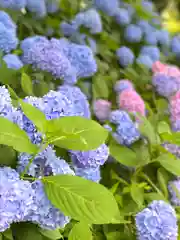 山家神社の自然