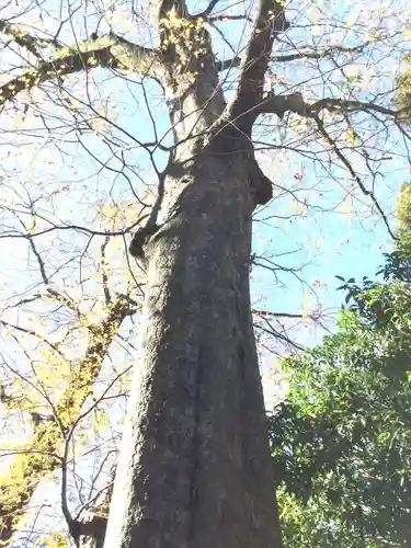 柞祖霊社の自然