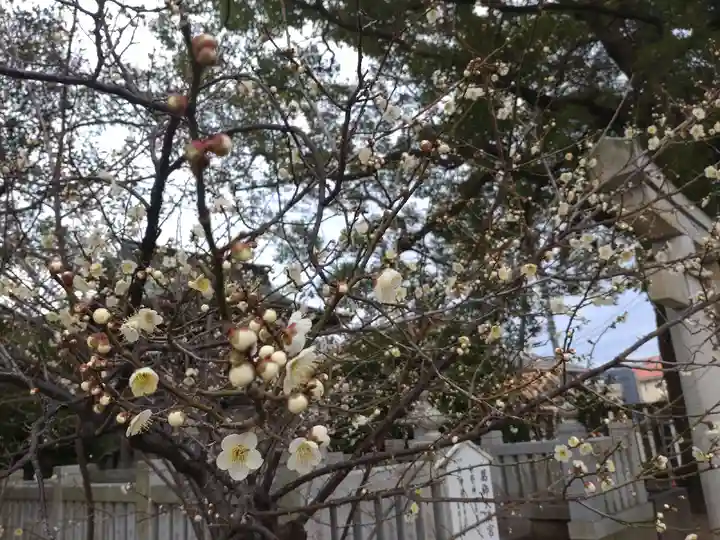 葛飾八幡宮の自然