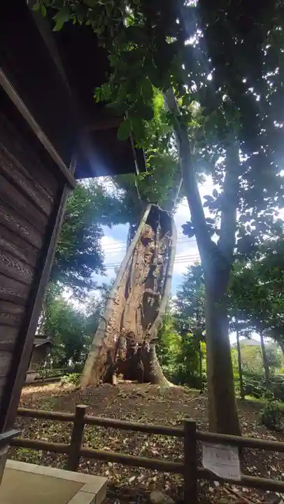 白鬚神社(埼玉県)
