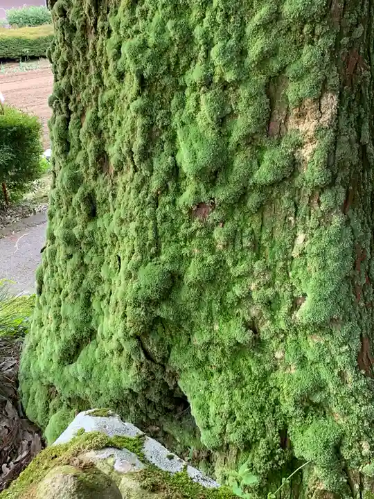 姫宮神社の自然