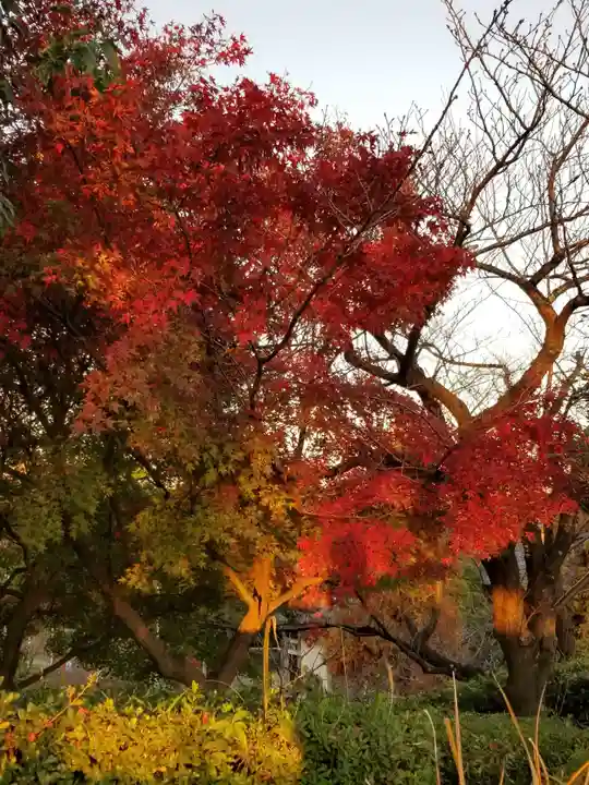 題経寺(柴又帝釈天)の自然