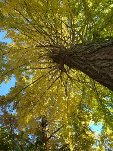 阿佐ヶ谷神明宮(東京都)
