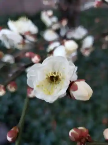 銀世界稲荷神社の自然