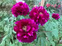 遠照寺(長野県)