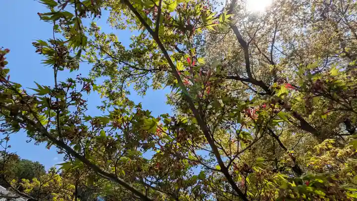 圓光寺(京都府)