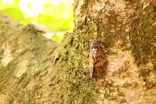 三津厳島神社の動物