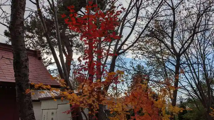 六號神社(鷹栖神社)の自然