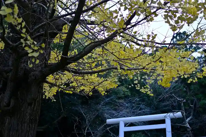 安房神社の鳥居