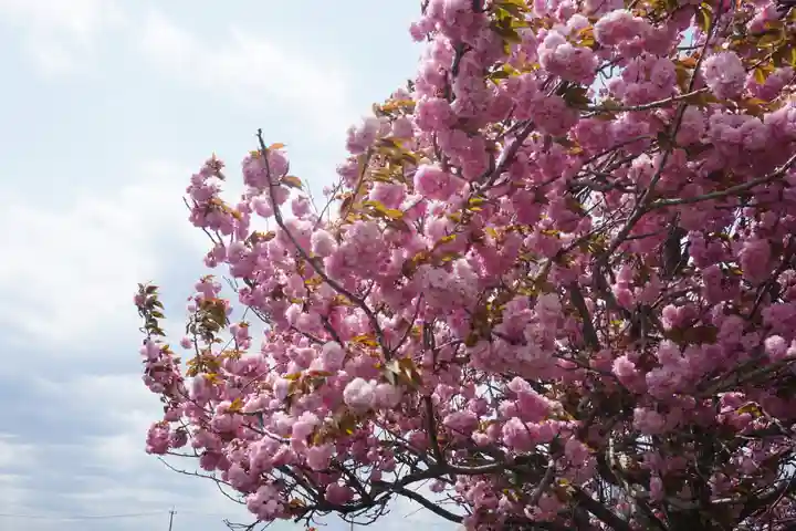 桜町二宮神社の自然