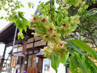 松應寺(愛知県)