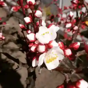元郷氷川神社の自然(2021年02月21日(日) 09時15分52秒投稿)