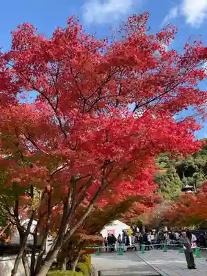 智福院(京都府)