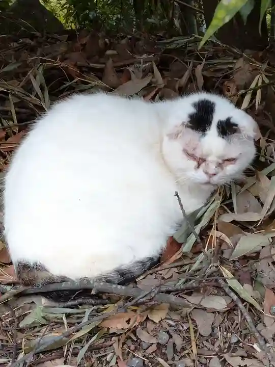 愛宕神社の動物