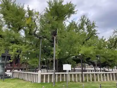 本願寺（西本願寺）(京都府)