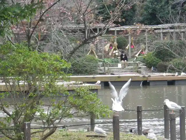 鶴岡八幡宮の動物