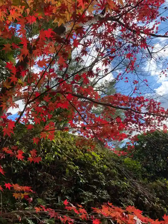 犬山寂光院の自然