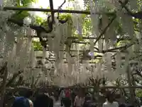 諏訪神社(高萩町)(栃木県)