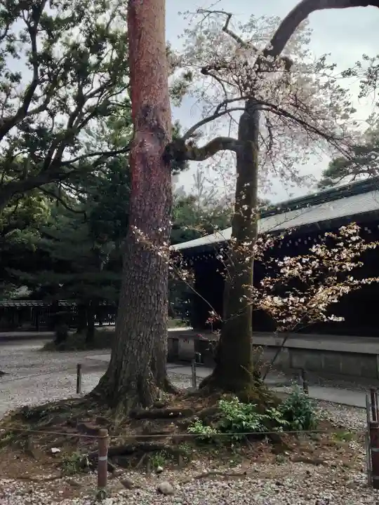 明治神宮の自然