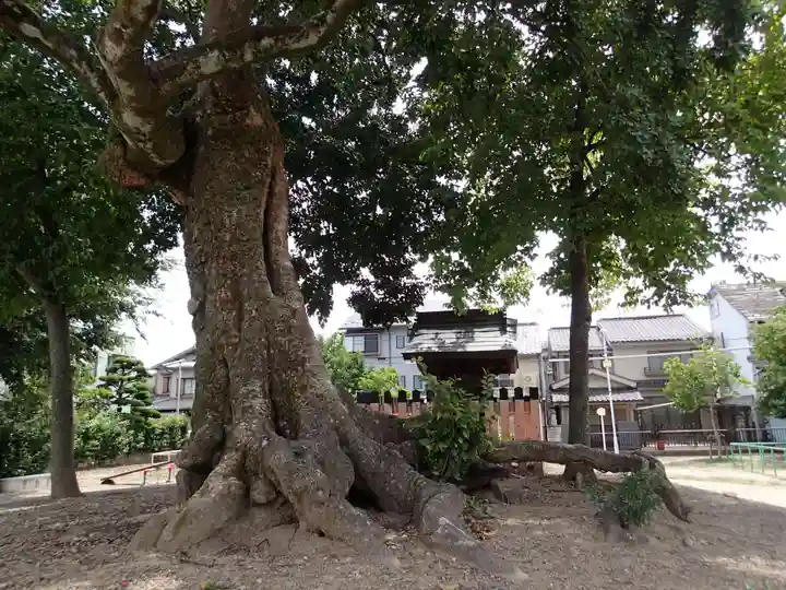 小森社(賀茂別雷神社末社)の自然