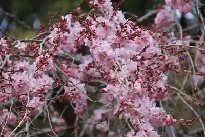 三島八幡神社の自然