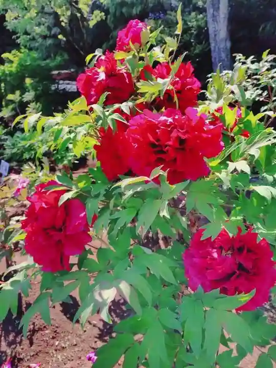 西新井大師総持寺(東京都)