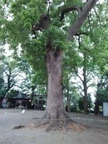 大松氷川神社の庭園