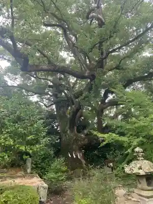 壺井八幡宮(大阪府)