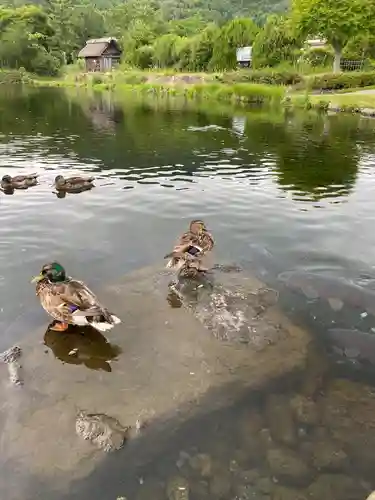 淺間神社（忍野八海）(山梨県)
