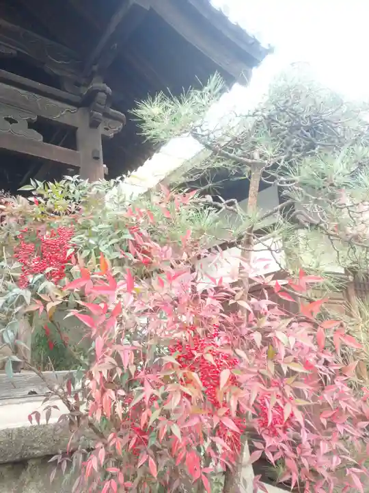 行願寺(革堂)の自然