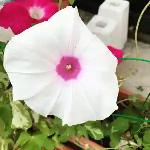 豊景神社の自然(2020年08月29日(土) 05時36分56秒投稿)