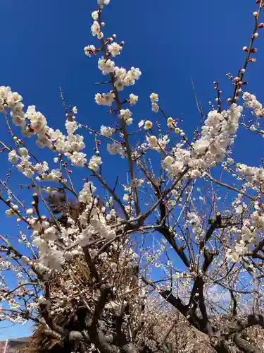 八幡社（小田原市曽我別所）(神奈川県)