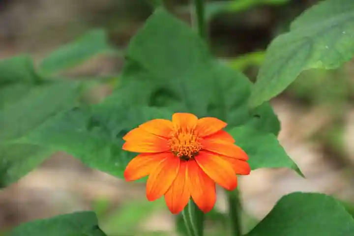神炊館神社 ⁂奥州須賀川総鎮守⁂の庭園